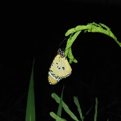 Danaus chrysippus