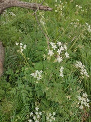 Anthriscus sylvestris