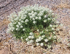 Lepidium alyssoides