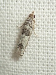 Spilonota constrictana
