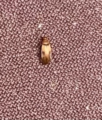 Anaspis maculata