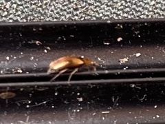 Anaspis maculata
