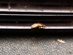 Anaspis maculata