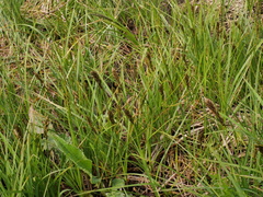 Carex disticha