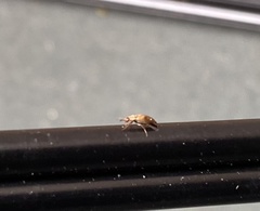 Anaspis maculata