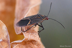 Boisea fulcrata fulcrata