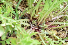 Oenothera triloba