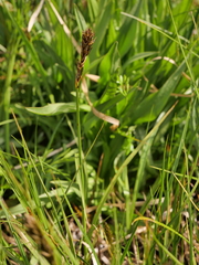 Carex disticha
