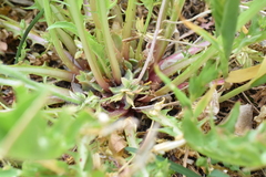 Oenothera triloba