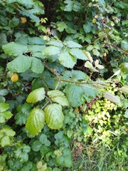 Rubus hochstetterorum
