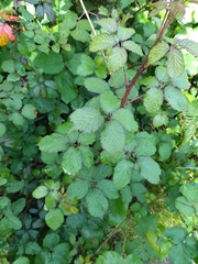 Rubus hochstetterorum