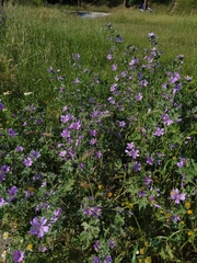 Malva sylvestris