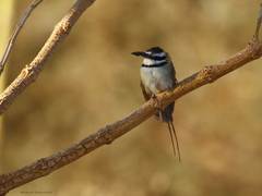 Merops albicollis