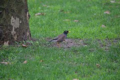 Acridotheres tristis