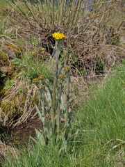 Tephroseris helenitis helenitis