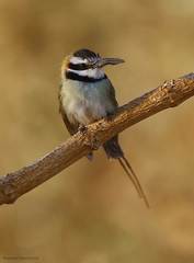 Merops albicollis