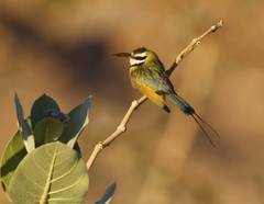 Merops albicollis