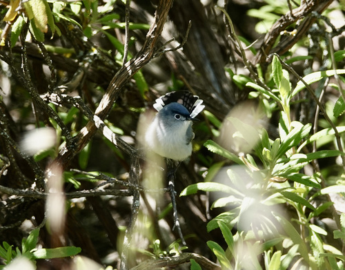 iNaturalist observation photo of Blue-gray Gnatcatcher
