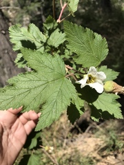 Rubus neomexicanus
