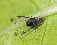 Sarucallis kahawaluokalani