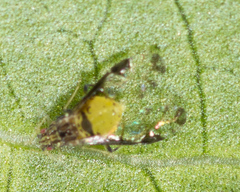 Sarucallis kahawaluokalani