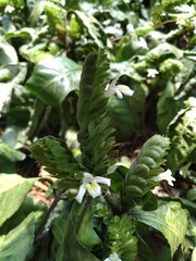 Herpetacanthus
