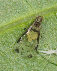 Sarucallis kahawaluokalani