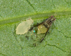 Sarucallis kahawaluokalani