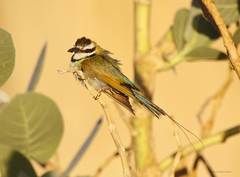 Merops albicollis