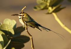 Merops albicollis