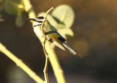 Merops albicollis