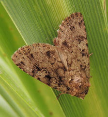 Amphipyra effusa