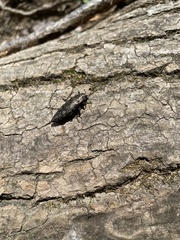 Texania campestris