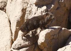 Procavia capensis