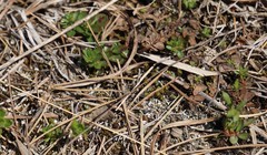 Pyxidanthera barbulata