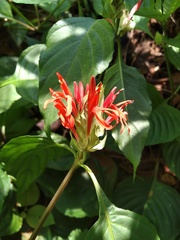 Justicia aequilabris