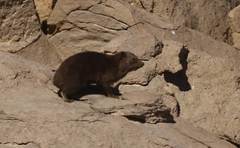 Procavia capensis