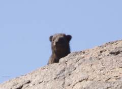 Procavia capensis
