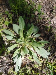 Cynoglossum officinale