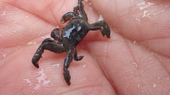 Mortensenella