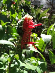 Lepidagathis floribunda