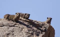 Procavia capensis