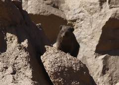 Procavia capensis