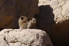 Procavia capensis