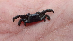 Mortensenella