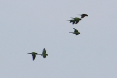 Psittacara holochlorus