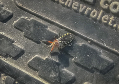 Cosmoclopius poecilus