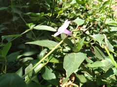 Ruellia erythropus