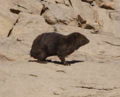 Procavia capensis