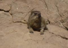 Procavia capensis
